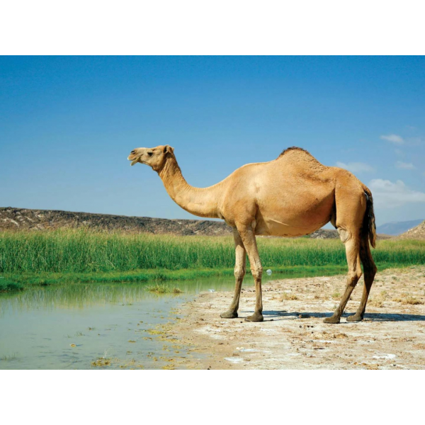 বাংলাদেশি উট 