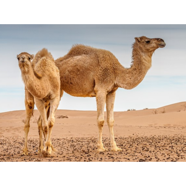 আরবের উট