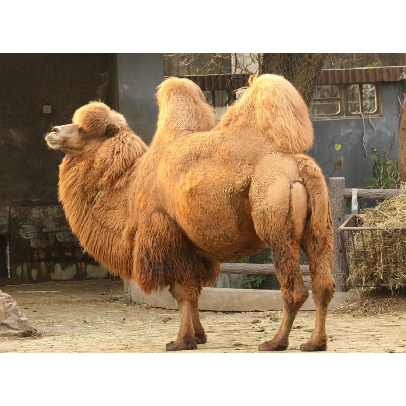 রাজস্থানের উট