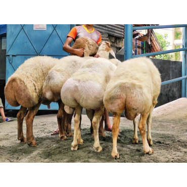 আরবের দুম্বা