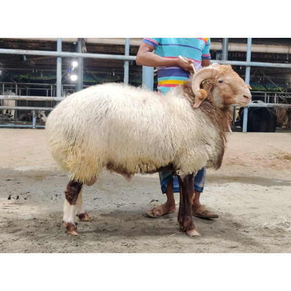 এগ্রো ফার্মের ভেড়া