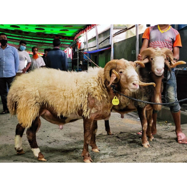 এগ্রো ফার্মের ভেড়া