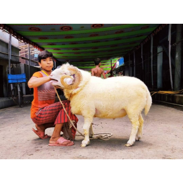 গৃহপালিত ভেরা
