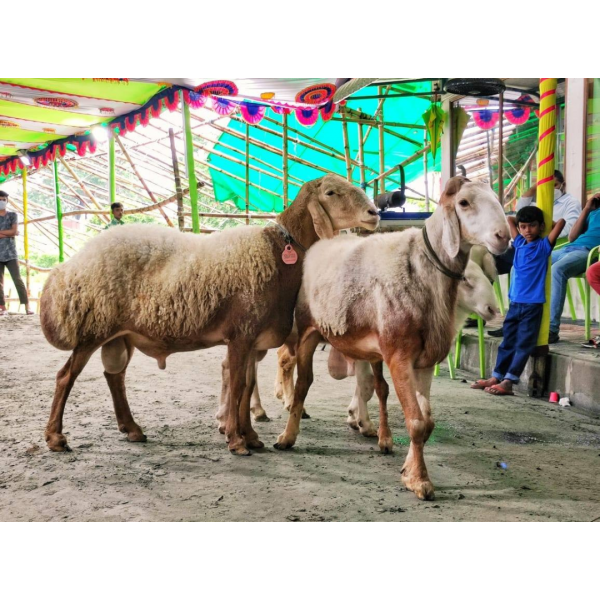 আরবের দুম্বা