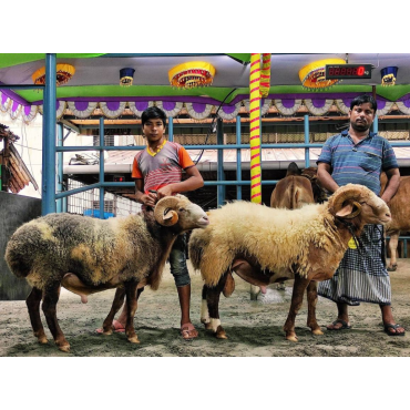 গৃহপালিত ভেরা