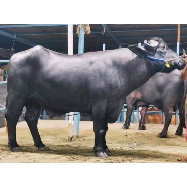 এগ্রো ফার্মের মহিষ 