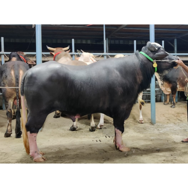 এগ্রো ফার্মের মহিষ 