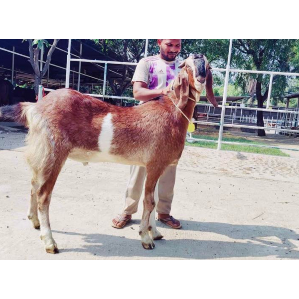 রাম ছাগল