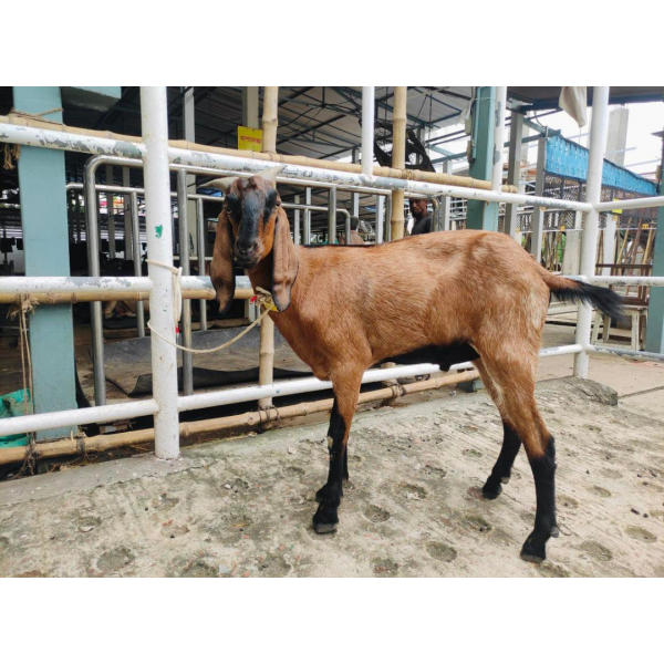 সংকর জাতের ছাগল