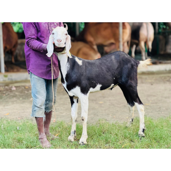 সংকর জাতের ছাগল