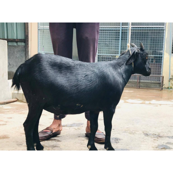 ব্ল্যাক বেঙ্গল ছাগল