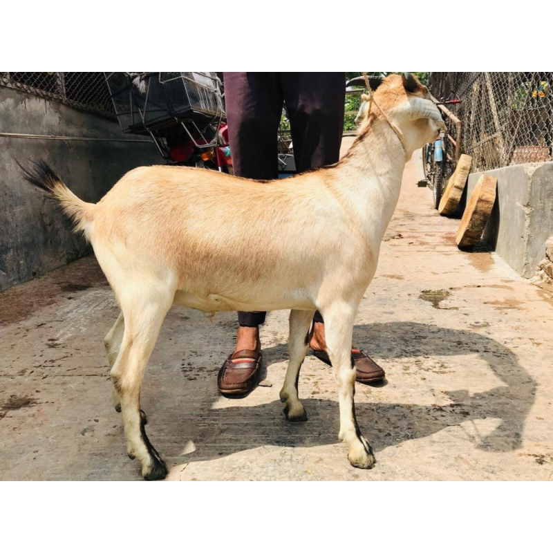দেশি জাতের ছাগল