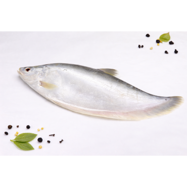 Chitol (চিতল )