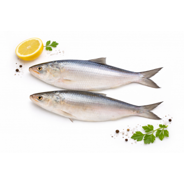 Hilsha (ইলিশ) Size 10–12 / 2.5 LB ±