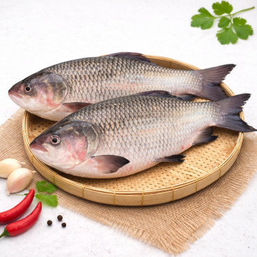 Katol (কাতলা) 3-5 KG+