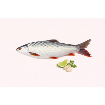 Mrigal (মৃগেল মাছ) 2-3 KG