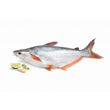Pangas (পাঙ্গাস )