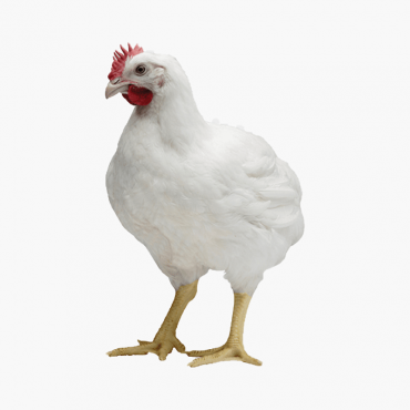Broiler Chicken