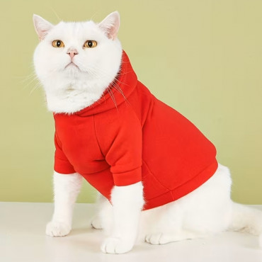 Winter Stylish Cats ...